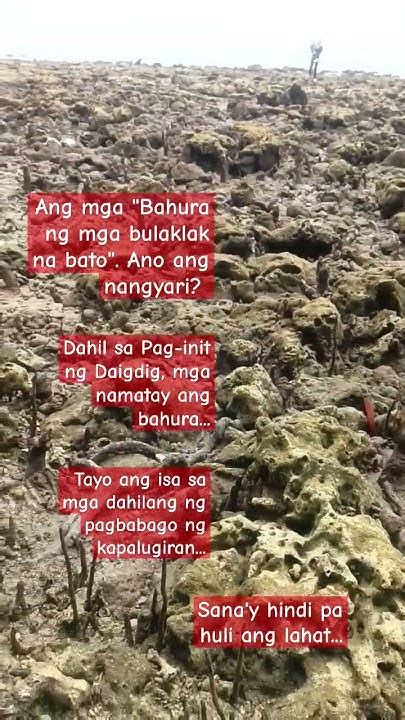 Bahura ng mga bulaklak na bato .